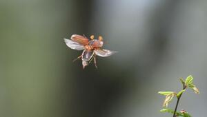 Maikäfer im Flug