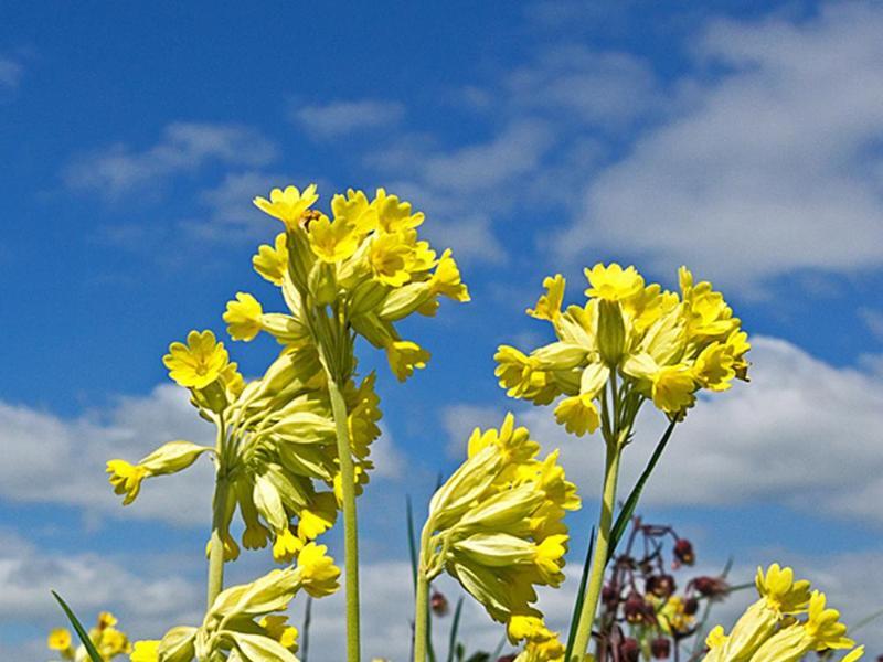 Wiesen-Schlüsselblume im Garten