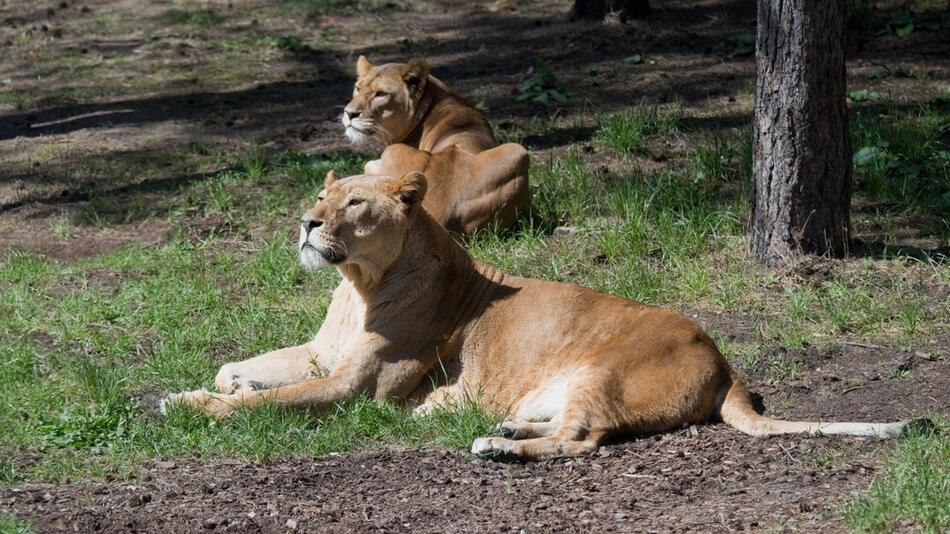Zwei Löwen greifen Tierpfleger an