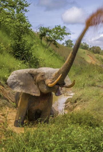 Elefant liegt neben Gleisen und versucht sich vor Menschen zu verteidigen
