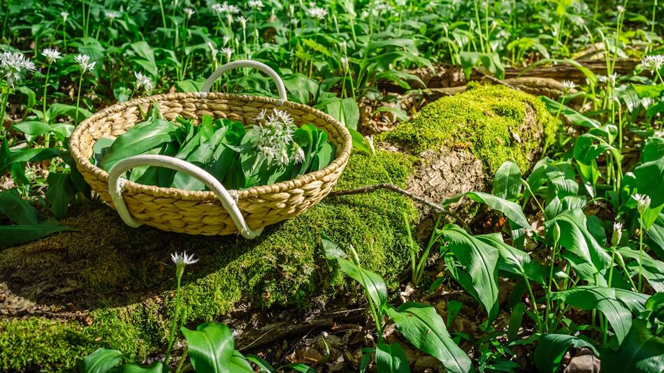 Blüte beginnt im April: Kann man Bärlauch noch essen, wenn er blüht?