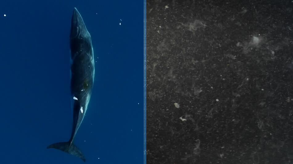 US-Studie: Blauwale nehmen täglich rund zehn Millionen Mikroplastikteile auf