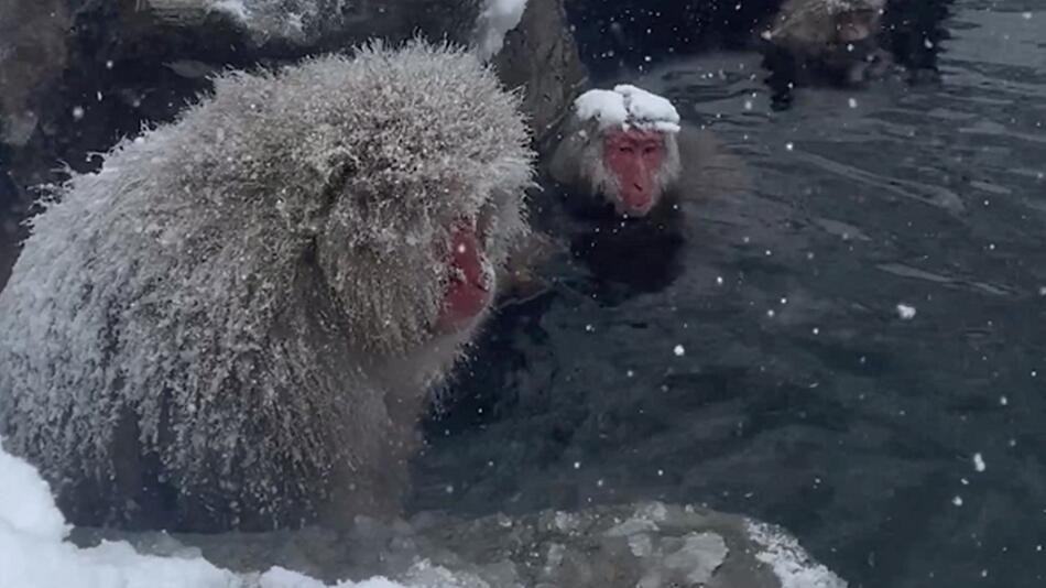 Im japanischen Nagano wärmen sich frierende Schneeaffen in einer heißen Quelle auf