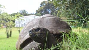 Die älteste Schildkröte der Welt