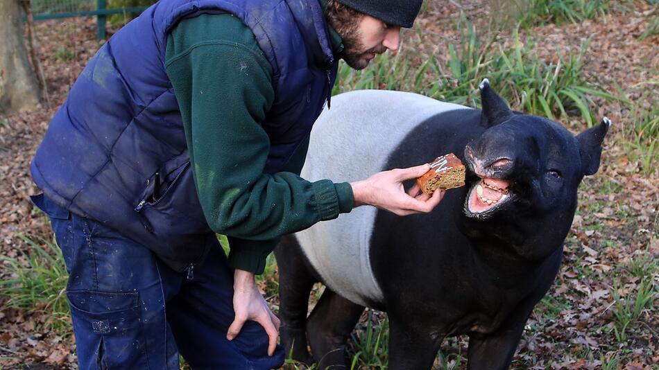 Europas ältester Malaysischer Tapir