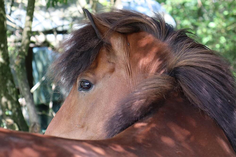 Das Reiten hat sie von ihrer Stute gelernt.