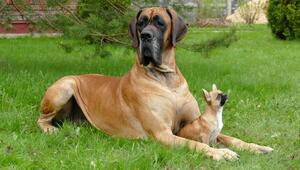 gorßer Hund und kleiner Hund zusammen im Garten