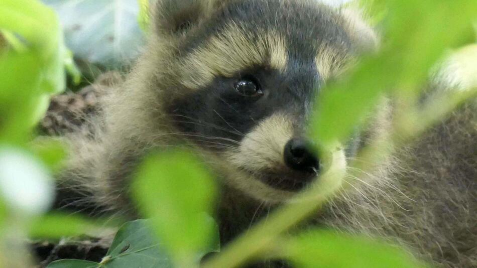 Polizei rettet Waschbär-Baby