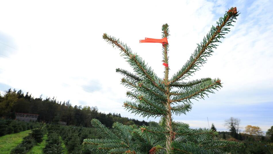 Weihnachtsbaumhof