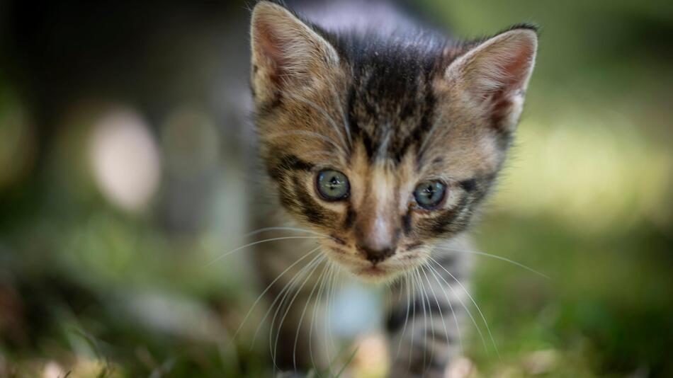 So alt ist deine Katze in Menschenjahren