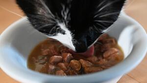Katze frisst Katzenfutter