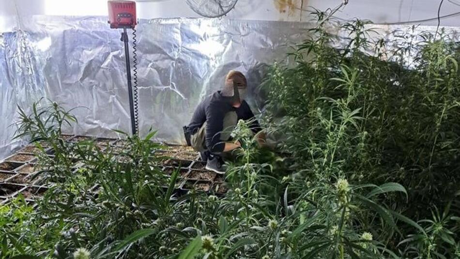 Illegale Cannabisplantage - Klever Polizei meldet Erfolg