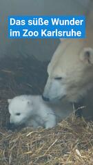 Das süße Wunder im Zoo Karlsruhe