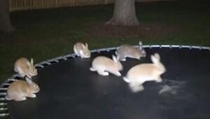 Kaninchen auf Trampolin: KI-Video täuscht Millionen