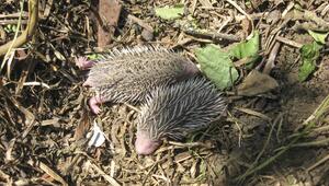 Zwei Igel-Babys