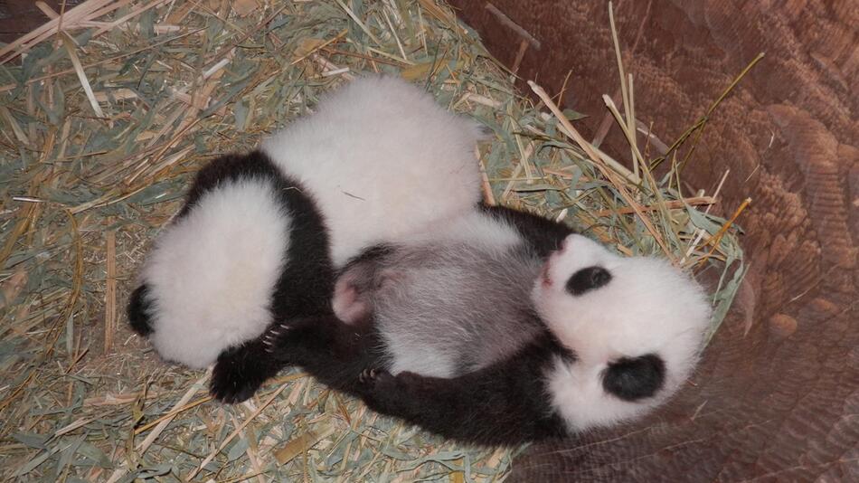 Panda-Zwillinge, Wien, Tiergarten