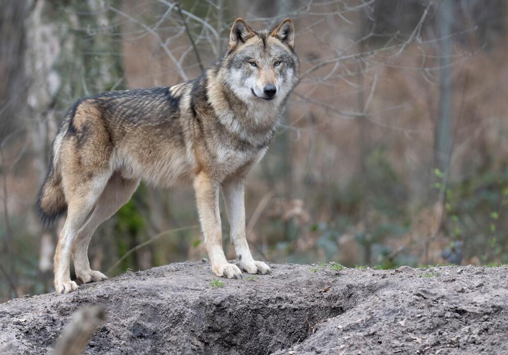 Wolf