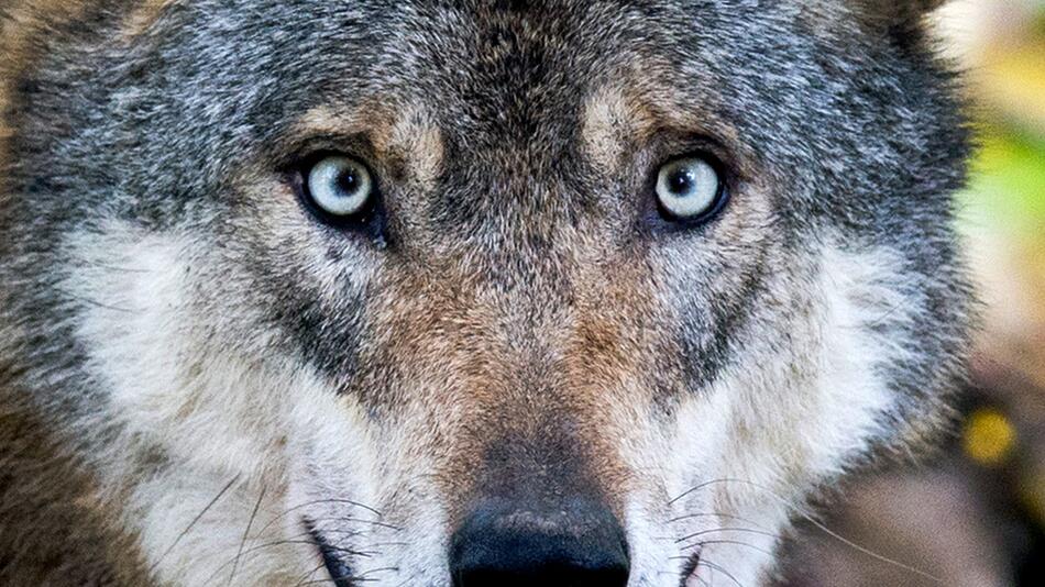 Ist der Wolf gefährlich?