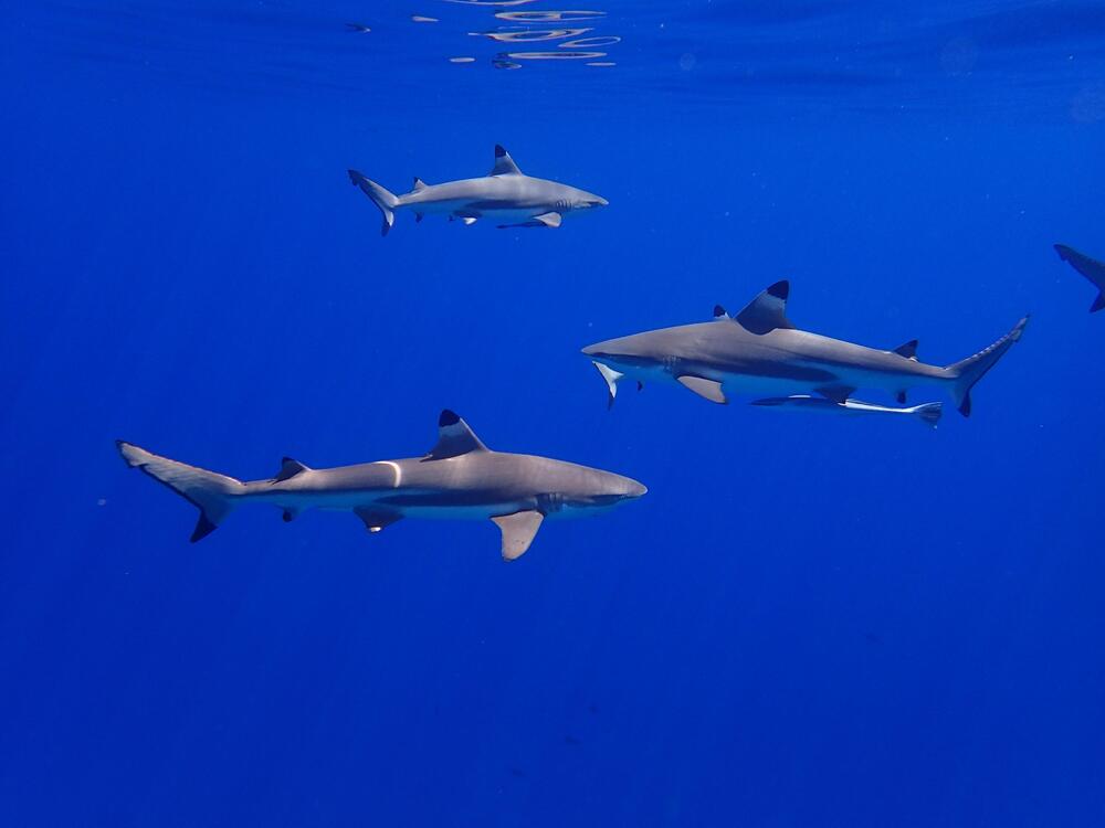 Haie stehen für ein intaktes Öko-System.