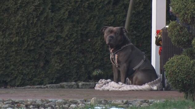 American Bully XL