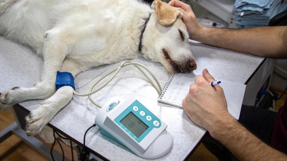 Tierkrankenversicherungen können sinnvoll sein.