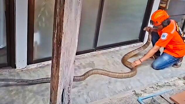 Fünf Meter langer Eindringling: Schlangenfänger kämpft mit Königskobra