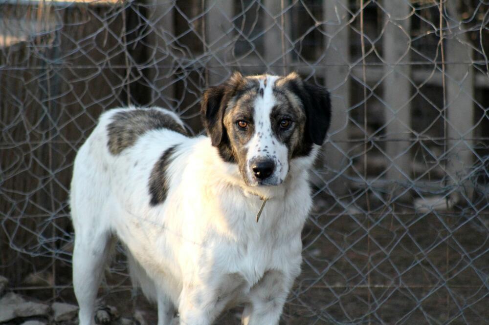 Das Tierheim Freiburg braucht dringend Spenden.