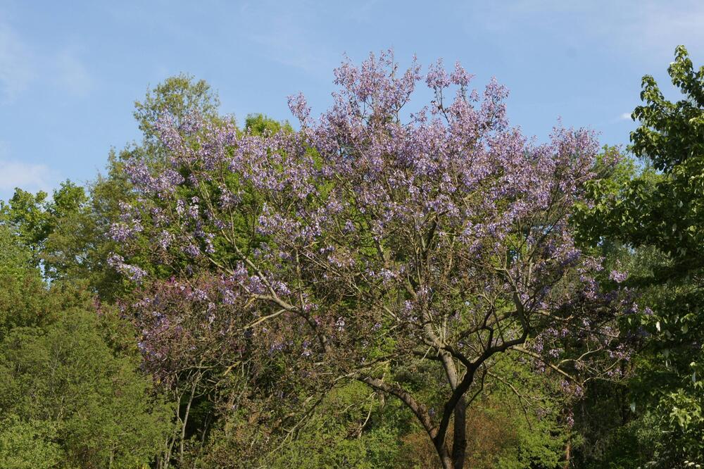 Blauglockenbaum