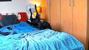 Nickerchen abrupt beendet – Hündin purzelt vom Bett