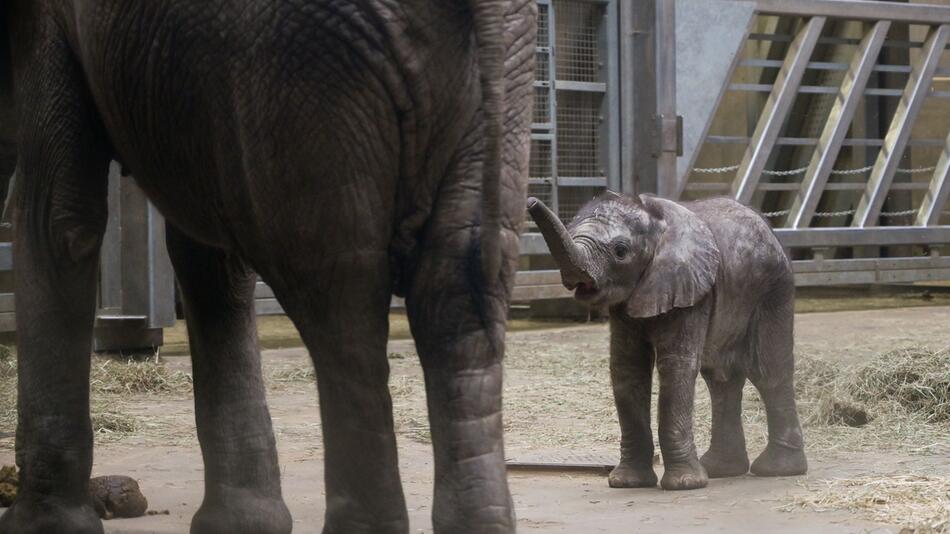 Namenstaufe für Elefantenbaby im Bergzoo Halle