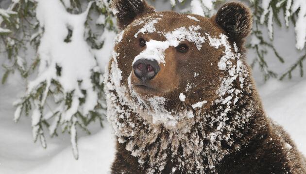 Ein schneebedeckter Braunbär im Winter.