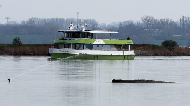 Buckelwal liegt in Wismarer Bucht