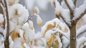 Schnee auf dem Brocken