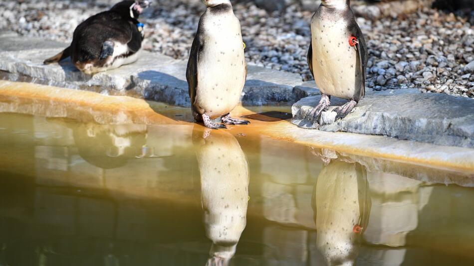 Möglicher Diebstahl von Pinguin in Mannheim