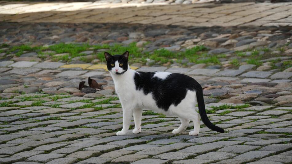 Selbst ist die Katze – sie rettet sich selber.