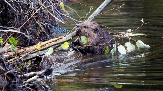 Biber, Damm, Natur, Klima, Klimahelfer, Umwelt