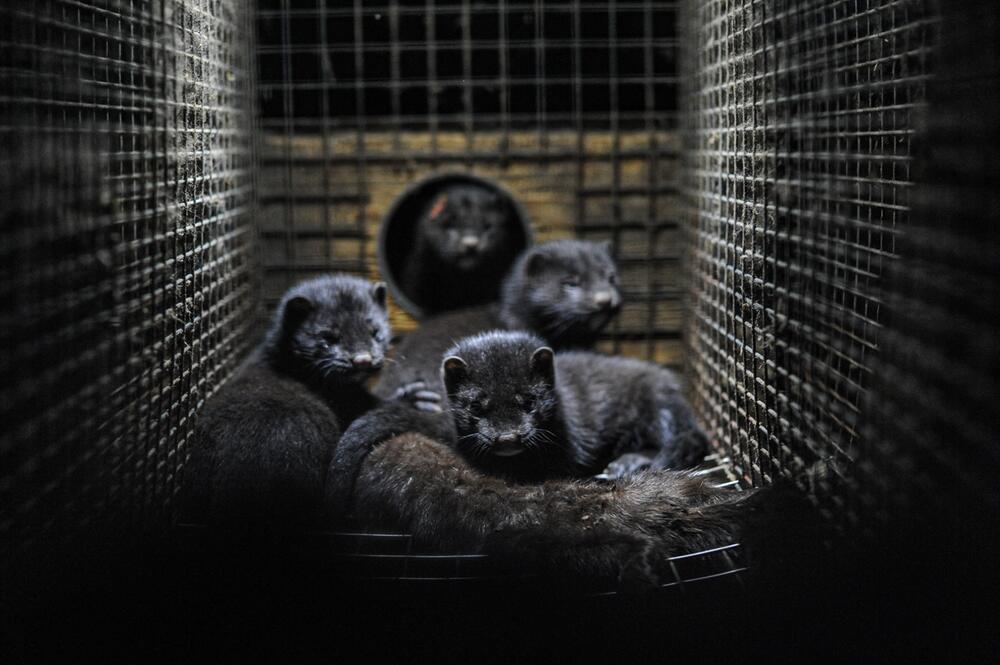 Echtpelz verursacht unnötiges Tierleid.