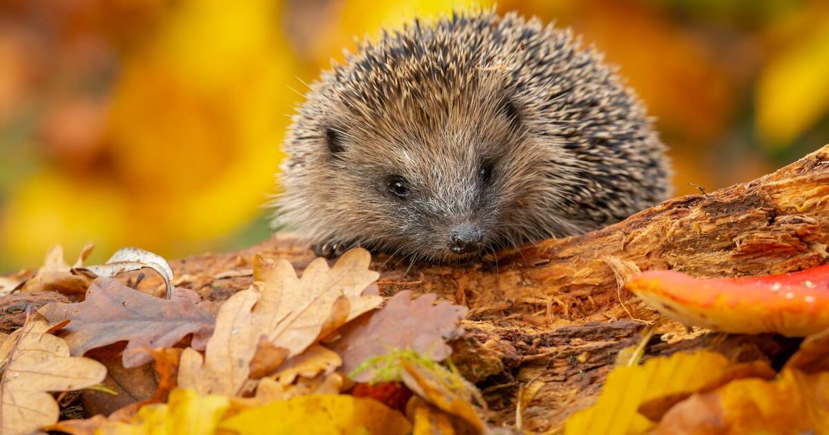 Der Igel ist das Tier des Jahres 2024 GMX