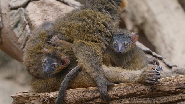 Doppeltes Glück: Seltene Halsbandmaki-Zwillinge kommen im Bronx Zoo zur Welt
