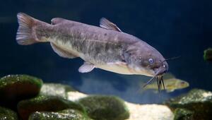 Zwergwels Ameiurus nebulosus