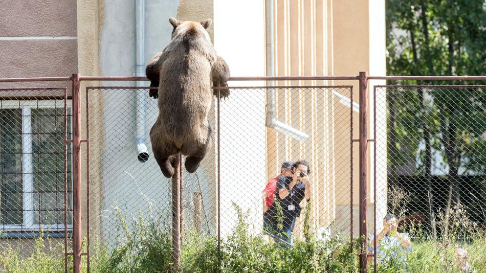 Braunbär bricht in Schule ein