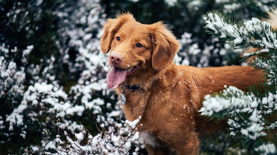 Die Kältetoleranz ist bei Hunden unterschiedlich.