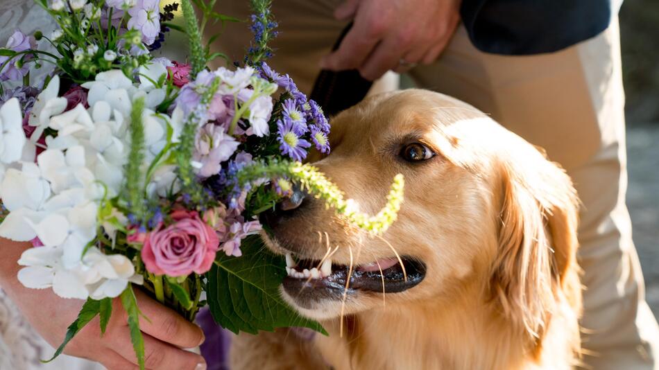 Frau geht wegen ihres Hundes nicht zur Hochzeit.