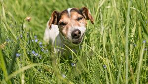 Jack Russell Terrier isst Gras
