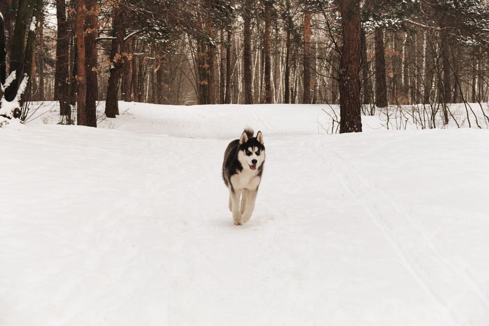 Huskys vertragen kältere Temperaturen als andere.