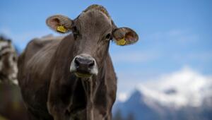 Symbolbild einer Kuh