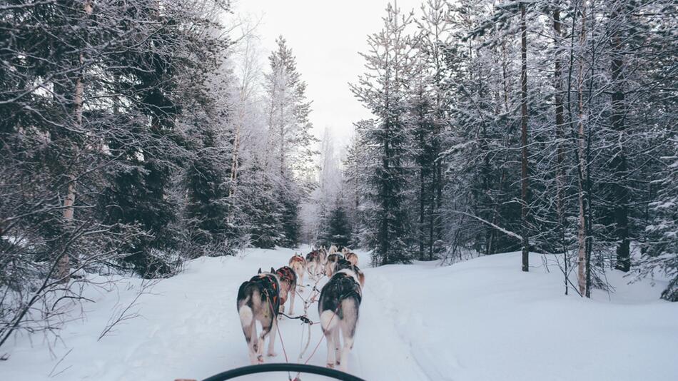 Sind Fahrten mit Schlittenhunden Tierquälerei?