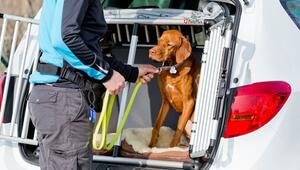 Ein Vizsla sitzt in einer Transportbox im Kofferraum des Autos