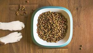 Hundefutter Inhaltsstoffe