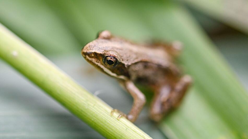 Moorfrosch